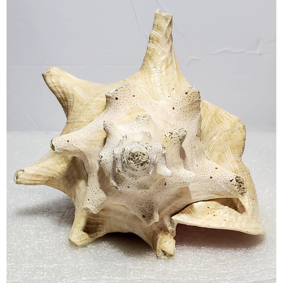 Large Natural Conch Shell 8.5” Pink Horned Seashell Beach Decor Pre-Owned - Picture 6 of 14